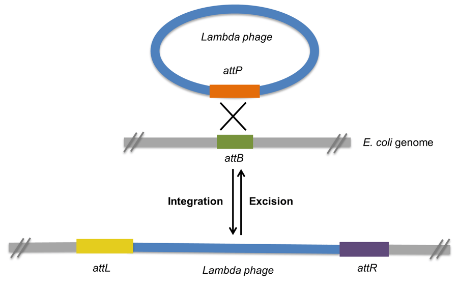 Plasmids 101 Gateway Cloning